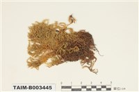 藏品(絹苔科)的圖片